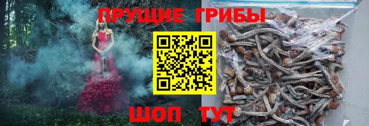 Гусь-Хрустальный  Псилоцибиновые грибы прущие грибы  Вход с VPN  Галлюциногенные грибы Psilocybe 